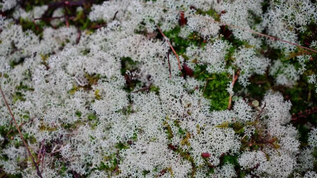 Top Down Close-up of Dense White Moss Lichens
