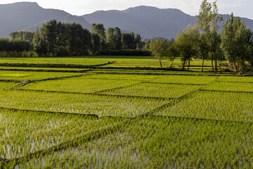 Fototapeta na wymiar A beautiful scenery and landscape view of rice paddies in Swat Valley , Khyber Pakthunkhwa, Pakistan.