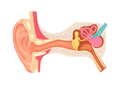 Anatomy of the human ear. Internal structure of the ears, medical vector illustration