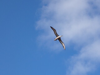 Obraz premium Waved albatross wingspan