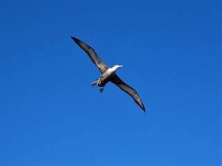 Fototapeta na wymiar Waved albatross in flight