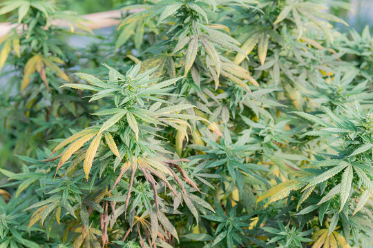 Cannabis leaves show fusarium wilt, field cannabis wilt caused by fungi and excessive watering.