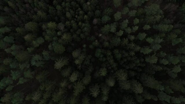 Aerial Over the Hills Covered with Forest in Himmelbjerget Area, Denmark