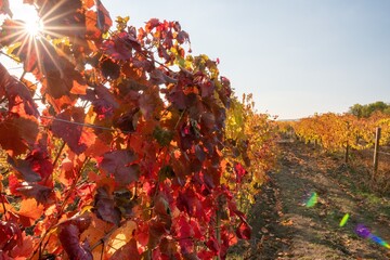 Bright autumn red orange yellow grapevine leaves at vineyard in warm sunset sunlight. Beautiful clusters of ripening grapes. Winemaking and organic fruit gardening. Close up. Selective focus.