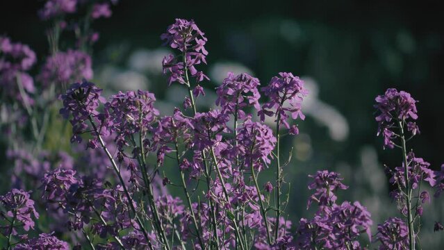 Slow-motion shot of wild purple flowers calm waving on the light wind with a shallow depth of field