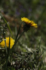 Taraxacum officinale in meadow