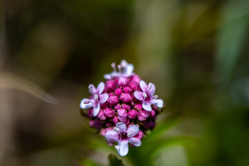 Valeriana dioica in meadow, close up shoot	