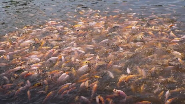 Fresh water pond for fish cultivation and development contains lots of small to large red tilapia in a clear pond, slow motion footage showing fish movement on the water surface	