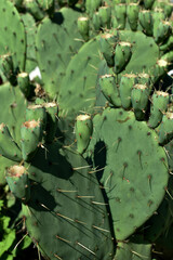 Green, big plant, succulent cactus in the garden, close-up.