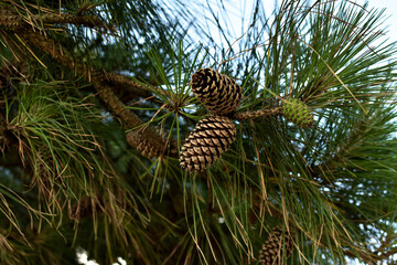 Evergreen plant, southern pine tree with large brown cones, close-up.