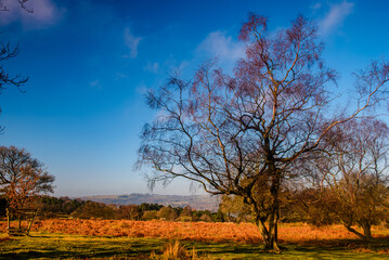 Fototapeta premium autumn landscape with tree