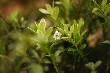 lily of the valley in the forest