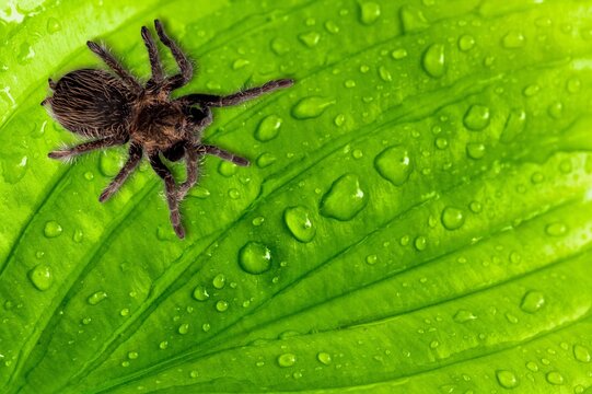 Loxosceles Bilder Durchsuchen 1,731 Archivfotos, und