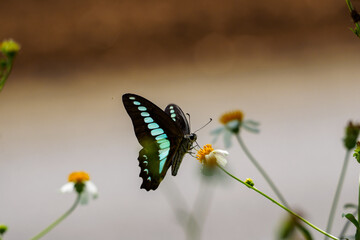 アオスジアゲハ　アゲハ蝶