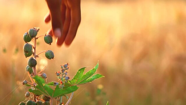 Man cutting castor bean on plants,Castor, Castor Bean,Castor fruits on tree in the garden,castor leaf fresh natural background