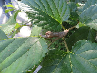 Wild silk moth larvae eating mulberry leaves