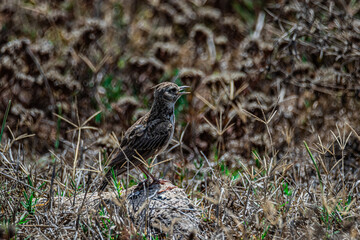 small grey bird field lark stands on a rock
