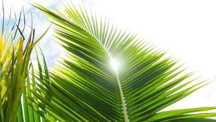 palm tree with leaves on the background of the sky and the light shines through copy space