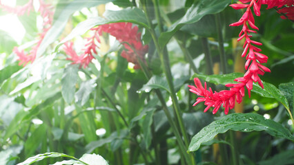 Alpinia purpurata, red ginger, ostrich feathers, pink cone ginger, natural red flowers