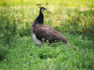 Deurstickers female peacock in a green meadow © Aurlie