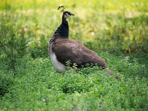 female peacock in a green meadow