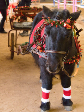 Black Shetland Decorated For Christmas Pulling A Carriage