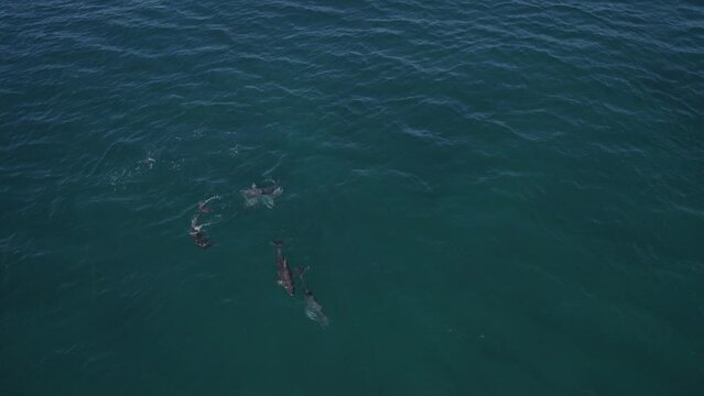 Group Of Bottlenose Dolphins Swim On The Scenic Seascape At Tasman Sea In NSW, Australia - aerial drone shot