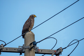 カンムリワシ　日本　沖縄