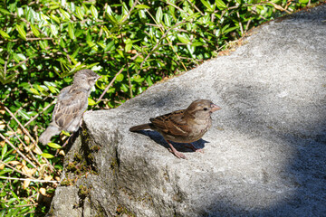 Mama Sparrow and Baby