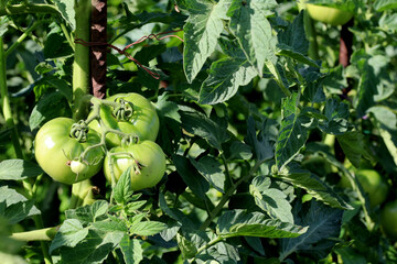 Green tomatoes on their branch. Eco food concept