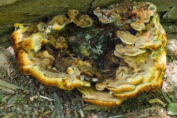 Wild mushroom 