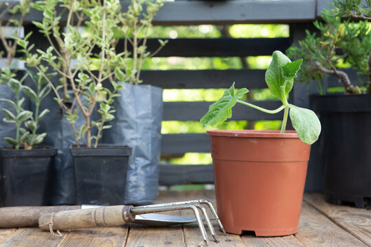 Gardening activity concept .Potting bench with seedlings and flowers.