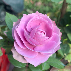 Pink flower on green leaf in garden background