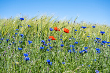 Mohnblumen und Kornblumen vor einem Gerstenfeld