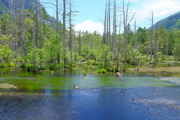 上高地　岳沢湿原
