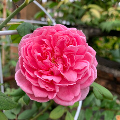 Pink flower on green leaf in garden background