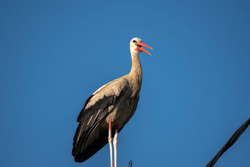 Tired stork with long red beak resting on the pole