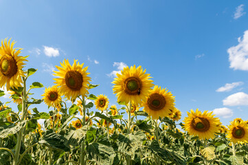 Sonnenblumen an einem sonnigen Tag