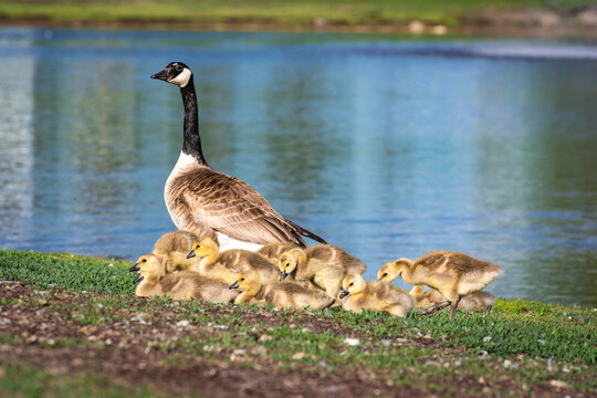 Thirteen goslings with their mother goose.  Very young newly hatched.