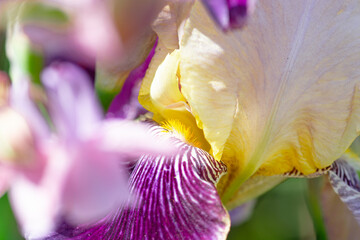 Fototapeta na wymiar Iris macro shot. Flower delicate background 