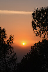 Beautiful sunset among chir pine trees. HImachal pradesh, India