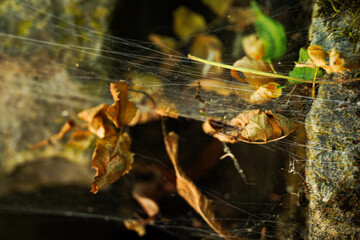 Spider Web