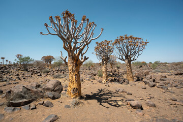 quiver trees in desert
