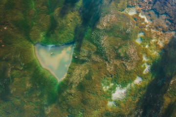 Algae-Covered Lake