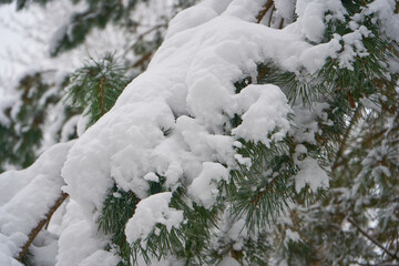 Snow-covered tree branch,a pine branch is covered with snow