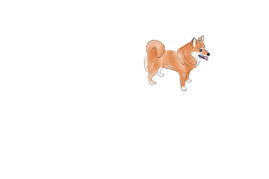 dog on white, shibainu illustration, watercolor,oilpaint