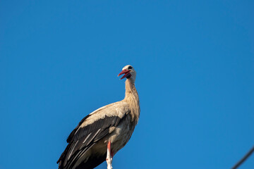 Tired stork with long red beak resting on the pole