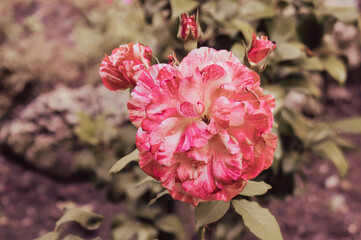 A close-up of a rose growing in a garden. Space for inscription. Quality image for your project