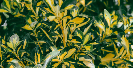 Elaeagnus ebbingei Gilt Edge. Abstract background with green and yellow leaves. Quality image for your project © drutska