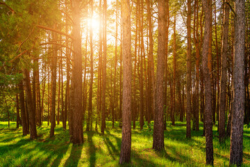 Fototapeta na wymiar Sunset or dawn in a pine forest in spring or early summer.